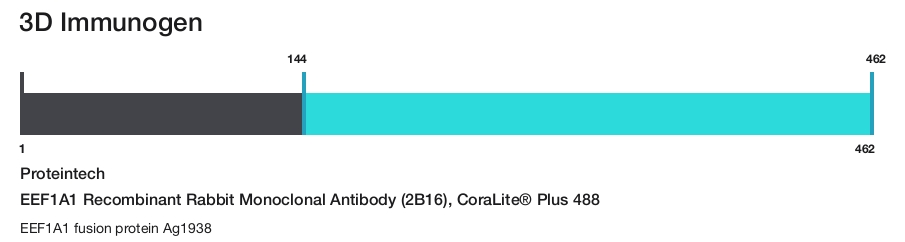 EEF1A1 Recombinant Rabbit Monoclonal Antibody (2B16), CoraLite&reg; Plus 488