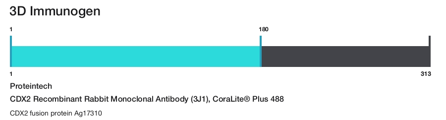 CDX2 Recombinant Rabbit Monoclonal Antibody (3J1), CoraLite&reg; Plus 488