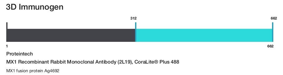 MX1 Recombinant Rabbit Monoclonal Antibody (2L19), CoraLite&reg; Plus 488