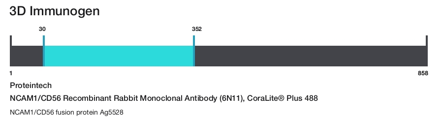 NCAM1/CD56 Recombinant Rabbit Monoclonal Antibody (6N11), CoraLite&reg; Plus 488
