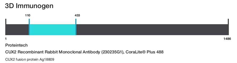 CUX2 Recombinant Rabbit Monoclonal Antibody (230235G1), CoraLite&reg; Plus 488