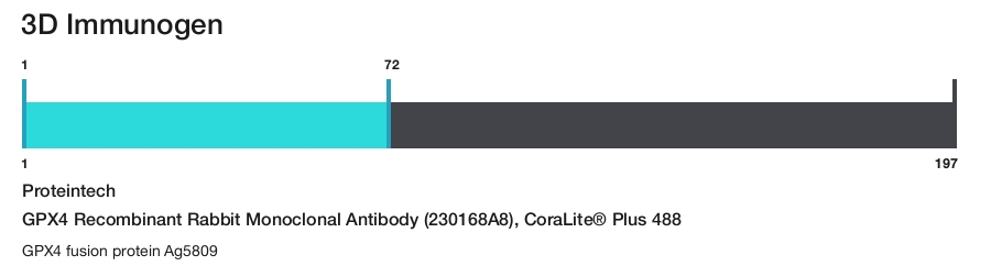 GPX4 Recombinant Rabbit Monoclonal Antibody (230168A8), CoraLite&reg; Plus 488