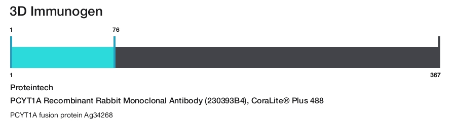 PCYT1A Recombinant Rabbit Monoclonal Antibody (230393B4), CoraLite&reg; Plus 488