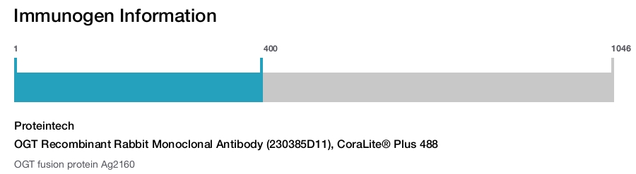 OGT Recombinant Rabbit Monoclonal Antibody (230385D11), CoraLite® Plus 488