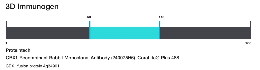 CBX1 Recombinant Rabbit Monoclonal Antibody (240075H6), CoraLite&reg; Plus 488