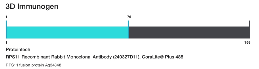 RPS11 Recombinant Rabbit Monoclonal Antibody (240327D11), CoraLite&reg; Plus 488