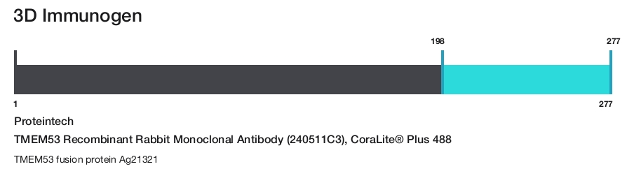 TMEM53 Recombinant Rabbit Monoclonal Antibody (240511C3), CoraLite&reg; Plus 488