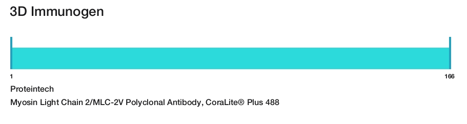 Myosin Light Chain 2/MLC-2V Polyclonal Antibody, CoraLite&reg; Plus 488
