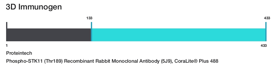 Phospho-STK11 (Thr189) Recombinant Rabbit Monoclonal Antibody (5J9), CoraLite&reg; Plus 488
