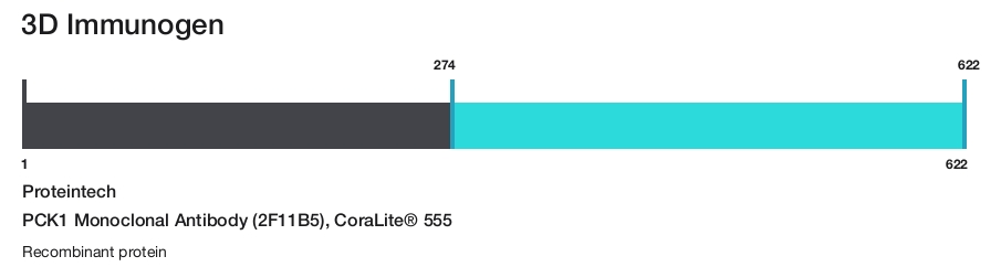 PCK1 Monoclonal Antibody (2F11B5), CoraLite&reg; 555