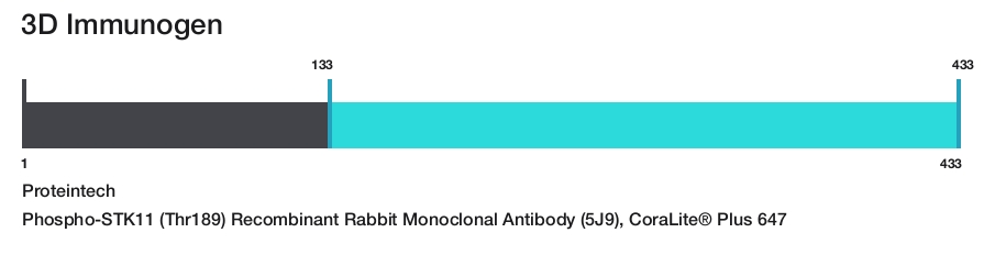 Phospho-STK11 (Thr189) Recombinant Rabbit Monoclonal Antibody (5J9), CoraLite&reg; Plus 647