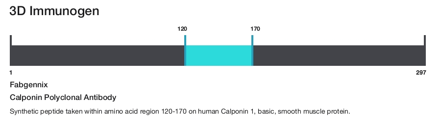 Calponin Polyclonal Antibody