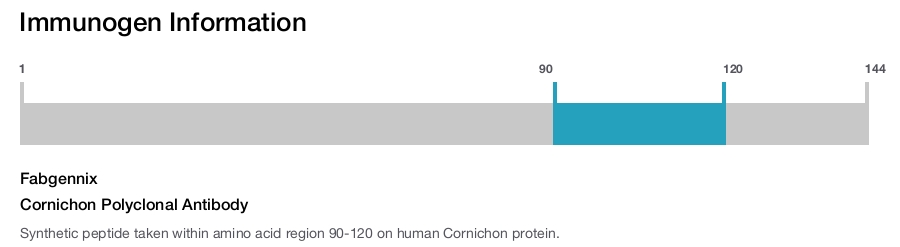 Cornichon Polyclonal Antibody