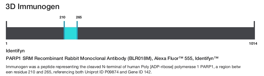 PARP1 SRM Recombinant Rabbit Monoclonal Antibody (BLR018M), Alexa Fluor&trade; 555, Identifyn&trade;