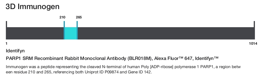 PARP1 SRM Recombinant Rabbit Monoclonal Antibody (BLR018M), Alexa Fluor&trade; 647, Identifyn&trade;