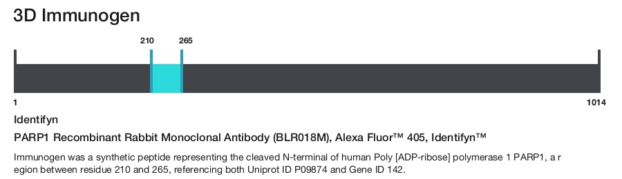 PARP1 Recombinant Rabbit Monoclonal Antibody (BLR018M), Alexa Fluor&trade; 405, Identifyn&trade;