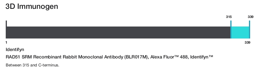 RAD51 SRM Recombinant Rabbit Monoclonal Antibody (BLR017M), Alexa Fluor&trade; 488, Identifyn&trade;