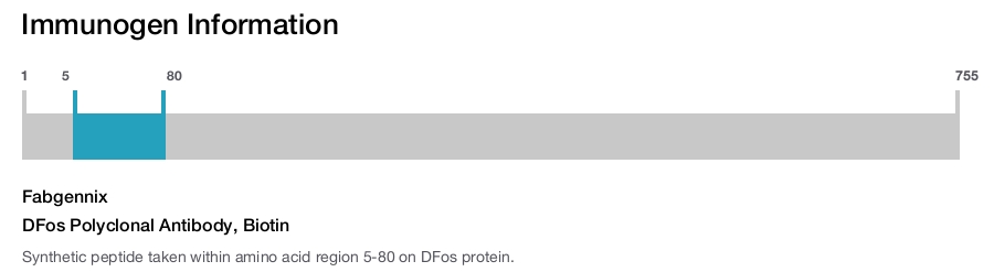 DFos Polyclonal Antibody, Biotin