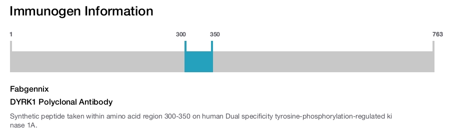 DYRK1 Polyclonal Antibody