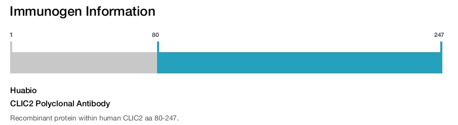 CLIC2 Polyclonal Antibody