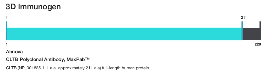 CLTB Polyclonal Antibody, MaxPab&trade;