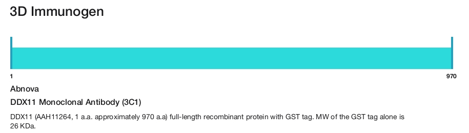 DDX11 Monoclonal Antibody (3C1)