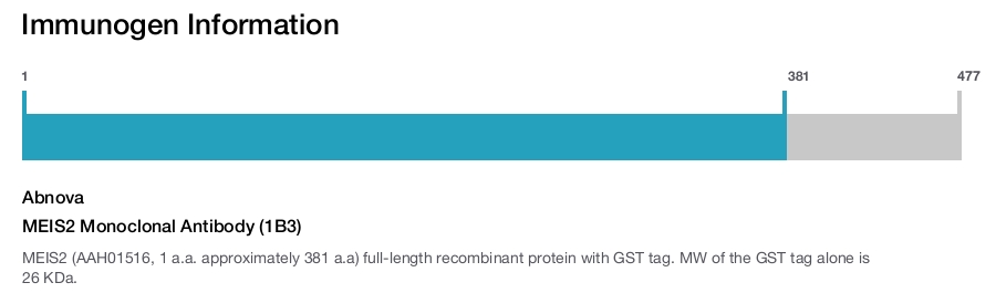 MEIS2 Monoclonal Antibody (1B3)