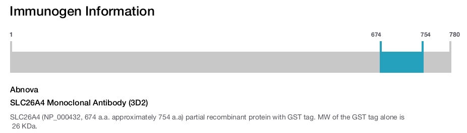 SLC26A4 Monoclonal Antibody (3D2)