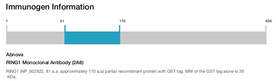 RING1 Monoclonal Antibody (2A6)