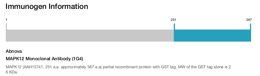 MAPK12 Monoclonal Antibody (1G4)