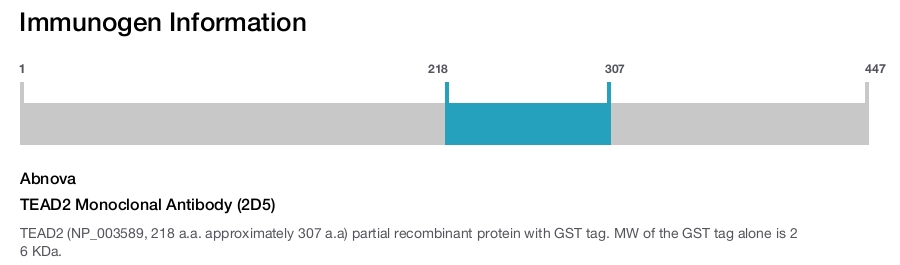TEAD2 Monoclonal Antibody (2D5)