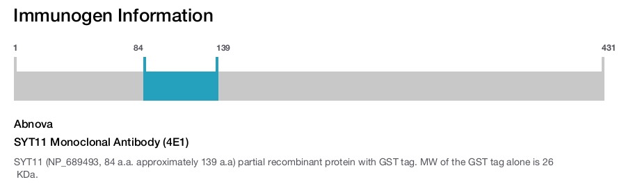 SYT11 Monoclonal Antibody (4E1)