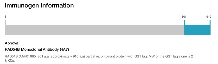 RAD54B Monoclonal Antibody (4A7)
