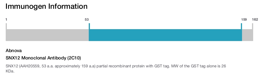 SNX12 Monoclonal Antibody (2C10)