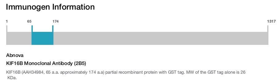 KIF16B Monoclonal Antibody (2B5)