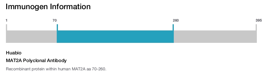 MAT2A Polyclonal Antibody