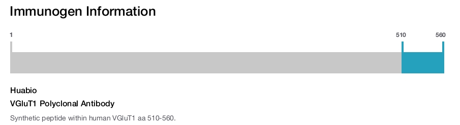 VGluT1 Polyclonal Antibody
