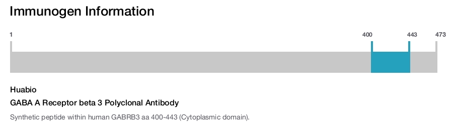 GABA A Receptor beta 3 Polyclonal Antibody