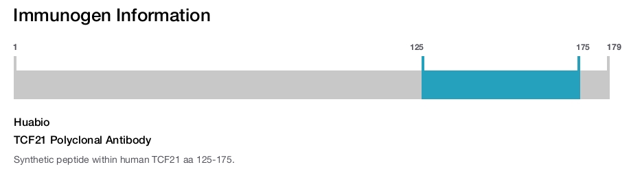TCF21 Polyclonal Antibody