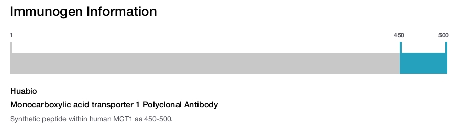 Monocarboxylic acid transporter 1 Polyclonal Antibody