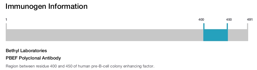 PBEF Polyclonal Antibody