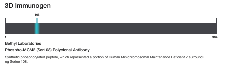 Phospho-MCM2 (Ser108) Polyclonal Antibody