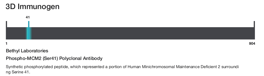 Phospho-MCM2 (Ser41) Polyclonal Antibody