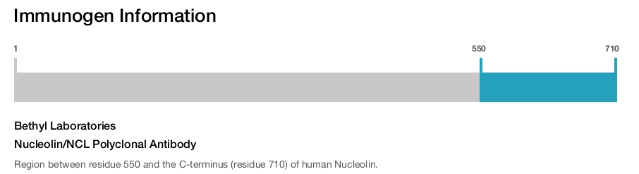 Nucleolin/NCL Polyclonal Antibody
