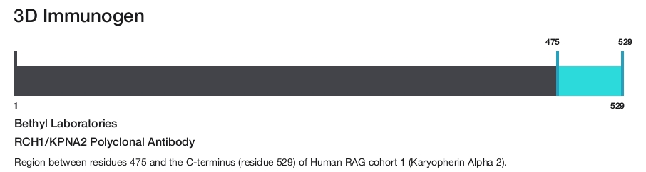 RCH1/KPNA2 Polyclonal Antibody