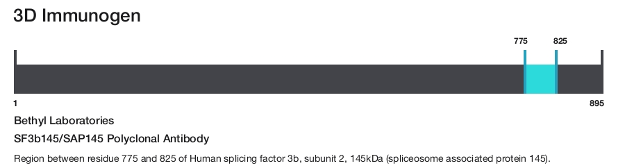 SF3b145/SAP145 Polyclonal Antibody