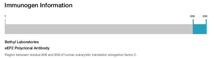 eEF2 Polyclonal Antibody