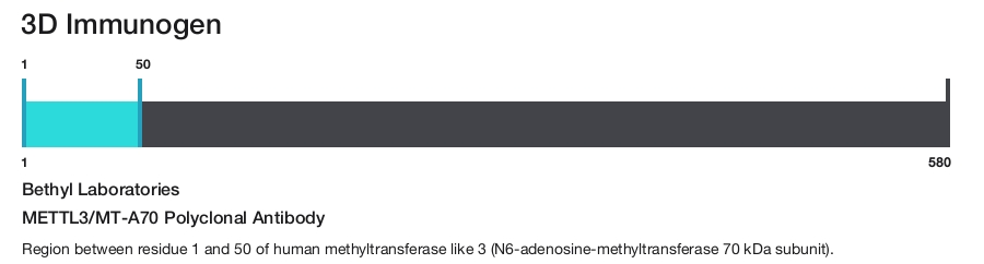 METTL3/MT-A70 Polyclonal Antibody