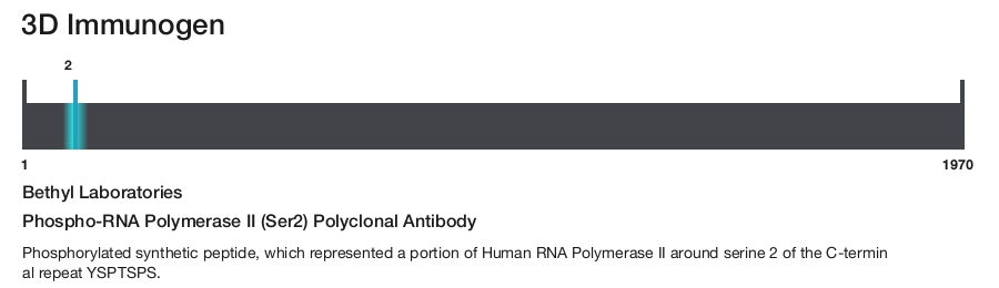 Phospho-RNA Polymerase II (Ser2) Polyclonal Antibody