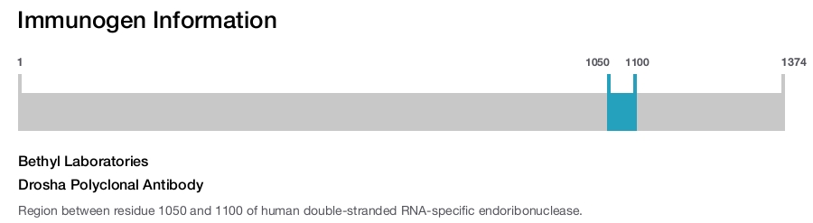 Drosha Polyclonal Antibody